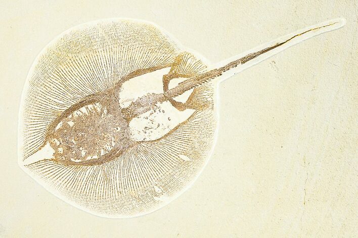 Rare, Fossil Stingray (Heliobatis) - Wyoming #360538